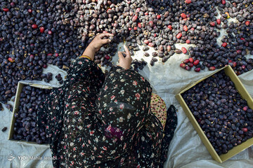 برداشت خرما در نرماشیر و ریگان