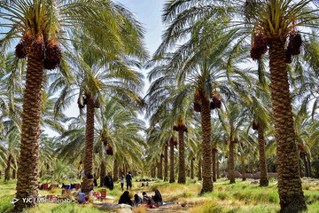 برداشت خرما در نرماشیر و ریگان