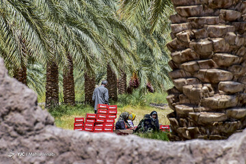 برداشت خرما در نرماشیر و ریگان