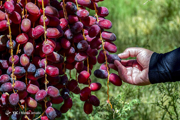برداشت خرما در نرماشیر و ریگان