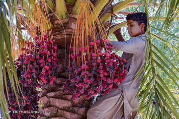 برداشت خرما در نرماشیر و ریگان