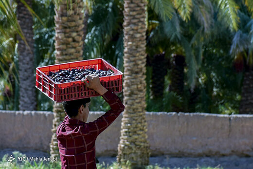 برداشت خرما در نرماشیر و ریگان