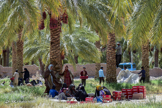 برداشت خرما در نرماشیر و ریگان