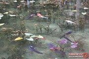 نقاشی عجیبی که به واقعیت بدل شد! +تصاویر