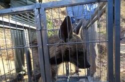 زنده‌گیری ماده‌کفتار در رودبار /عکس