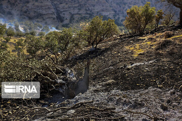 آتش‌سوزی در جنگل نخودکار باغملک