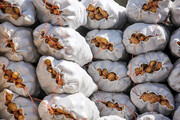 صادرات سیب‌زمینی به عراق آزاد شد