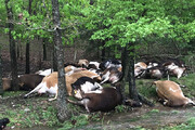 فیلم | مرگ دسته جمعی گاوهای یک مزرعه بر اثر صاعقه