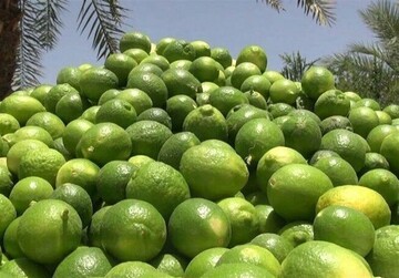 ۱۱ هزار تن لیمو ترش از باغ‌های سیستان و بلوچستان برداشت شد