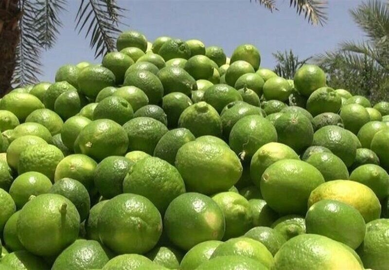 ۱۱ هزار تن لیمو ترش از باغهای سیستان و بلوچستان برداشت شد