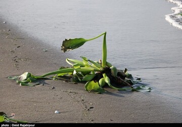 سواحل گیلان در محاصره خطرناک‌ترین گونه‌ گیاهان مهاجم آبزی/ عکس