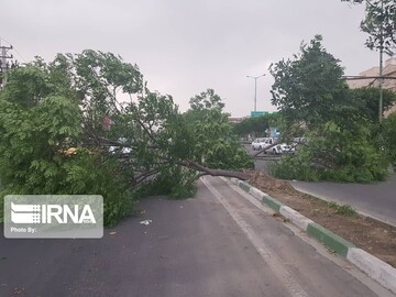 شهرداری تهران: قطع کنندگان درختان الهیه بازداشت شدند