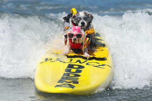 مسابقات موج سواری سگ‌ها در دل‌مار ایالت کالیفرنیا آمریکا