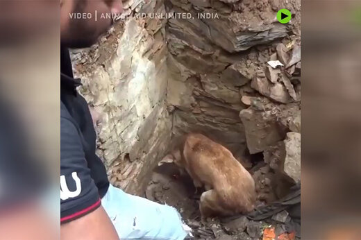 ویدئوی شگفت‌انگیز از تلاش یک سگ برای نجات نوزادانش از زیر آوار
