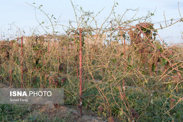 خسارات تگرگ در ۴۷ روستای ارومیه