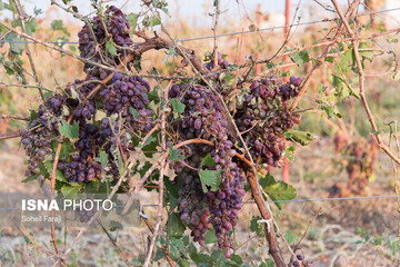 خسارات تگرگ در ۴۷ روستای ارومیه