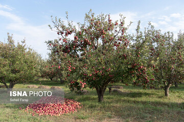 خسارات تگرگ در ۴۷ روستای ارومیه