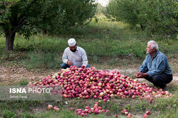 خسارات تگرگ در ۴۷ روستای ارومیه