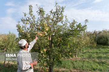 خسارات تگرگ در ۴۷ روستای ارومیه