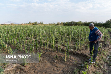خسارات تگرگ در ۴۷ روستای ارومیه