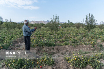 خسارات تگرگ در ۴۷ روستای ارومیه