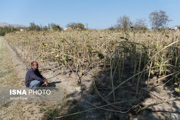 خسارات تگرگ در ۴۷ روستای ارومیه