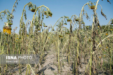 خسارات تگرگ در ۴۷ روستای ارومیه