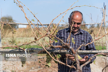 خسارات تگرگ در ۴۷ روستای ارومیه