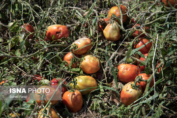 خسارات تگرگ در ۴۷ روستای ارومیه