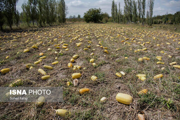 خسارات تگرگ در ۴۷ روستای ارومیه