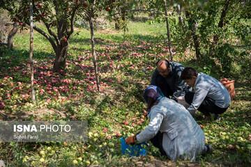 خسارات تگرگ در ۴۷ روستای ارومیه