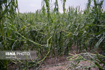 خسارات تگرگ در ۴۷ روستای ارومیه