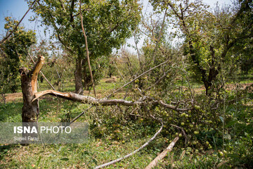 خسارات تگرگ در ۴۷ روستای ارومیه