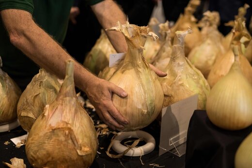 نمایشگاه سبزیجات غول پیکر در یورکشایر