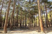 بازداشت ۱۰ آتش‌افروز که چیتگر را سوزاندند