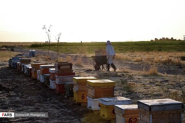 برداشت عسل در اراک