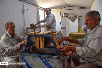 برداشت عسل در اراک