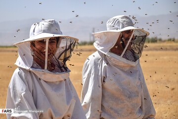 برداشت عسل در اراک