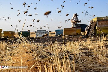 برداشت عسل در اراک