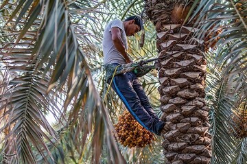 برداشت خارک و رطب در آبادان