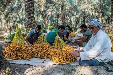 برداشت خارک و رطب در آبادان