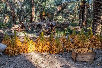 برداشت خارک و رطب در آبادان