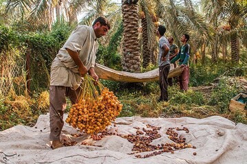 برداشت خارک و رطب در آبادان