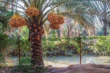برداشت خارک و رطب در آبادان