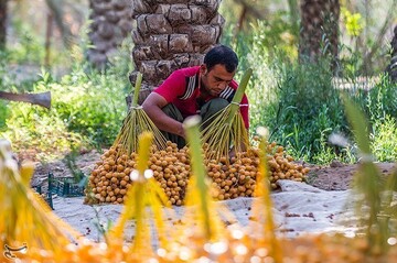 برداشت خارک و رطب در آبادان