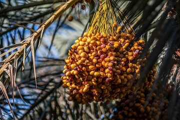 برداشت خارک و رطب در آبادان