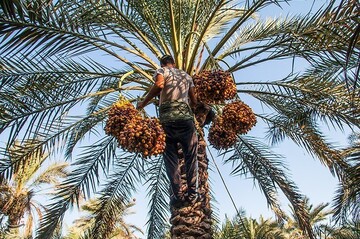 برداشت خارک و رطب در آبادان