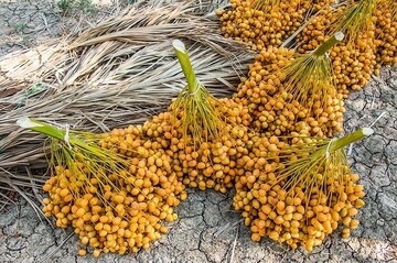 برداشت خارک و رطب در آبادان