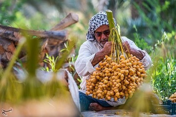 برداشت خارک و رطب در آبادان