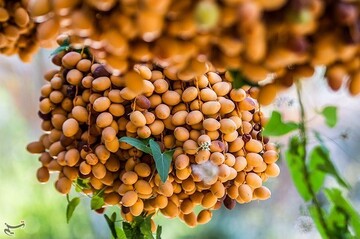 برداشت خارک و رطب در آبادان